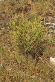 Image result for Thesium whyteanum