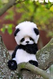 See more ideas about baby panda, panda, panda bear. 200 Baby Pandas Ideas Panda Bear Panda Love Baby Panda
