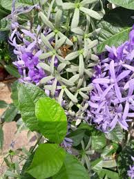 Image result for Petrea volubilis