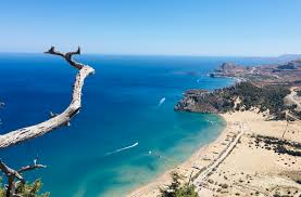 Image result for Thamnosma rhodesica