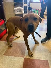 This dog was found in county rd 58?headed towards Knoxville proof of  ownership is required to reclaim. Please call 740-314-5583