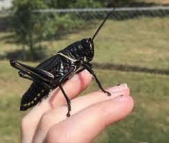 Grasshoppers, in my experience were about maybe 3 long. We Call These Devil S Horses Ga Usa This One S About 3 Inches Including Antenna But They Can Get Bigger Than This Whatsthisbug