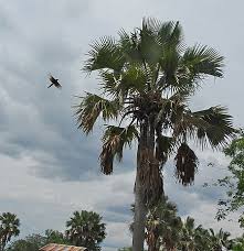 Image result for Borassus aethiopum