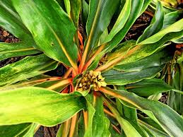 Image result for Chlorophytum filipendulum