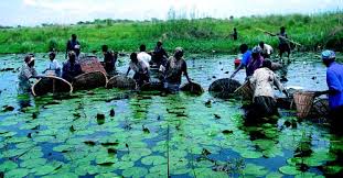 Image result for Limnophila bangweolensis