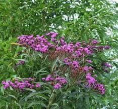 Image result for Vernonia kirkii