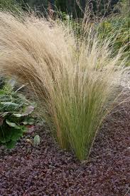 Garden Peter Janke 9 2014 Gras Garten