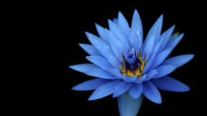 Sony xperia pro android smartphone. Sony Xperia Z Stock Fleur Bleue Fleurs Photo Fond D Ecran Apercu 10wallpaper Com