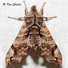 Image result for Actiniopteris dimorpha