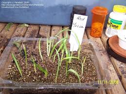 The plants infrequently bloom, but when they do, they develop oval seed pods. Plantfiles Pictures Hesperaloe Species Redflower False Yucca Red Yucca Hesperaloe Parviflora By Pamelaq