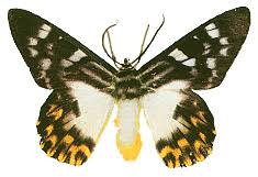 Image result for Dysphania congolana