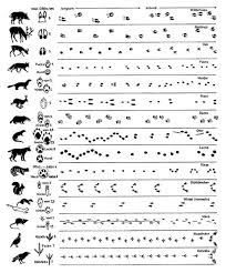 Spuren Und Fahrten Lesen 1 Tierspuren Tiere Tierspuren Im Schnee