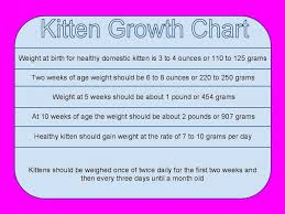 Ragdoll Cat Growth Chart Www Bedowntowndaytona Com