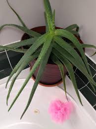 So how often do you actually water a succulent or cactus? How Often Should I Water A Large Aloe Vera Succulents