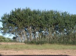 As with all little branch trees the lombardy poplar is 100% mesh with realistic textures and comes animated with a choice of 5 seasons via an easy to use menu. White Poplar Silver Poplar