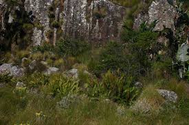 Image result for Blechnum tabulare