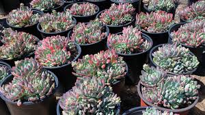 The bluefish is a moderately proportioned fish, with a broad, forked tail. Growing Blue Elf Succulents Caring For Sedeveria Blue Elf Plants