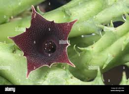Image result for Sesbania keniensis