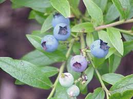 Image result for Vaccinium stanleyi