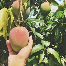 Maybe you would like to learn more about one of these? Hidden Acres Mango Farm Home Facebook