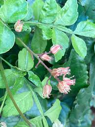 Image result for Harrisonia