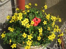 Image result for foto Dvouzubec