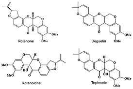 Image result for Tephrosia elata