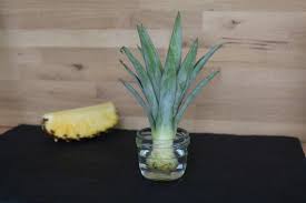 Ananas Einpflanzen Anleitung Tipps Zum Anbau Plantura Ananas Einpflanzen Ananas Pflanzen Ananas
