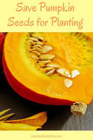 How To Save Pumpkin Seeds For Planting Audreyslittlefarm Pumpkinseeds Growpumpkins Saveseeds Grow Pumpkins From Seeds Pumpkin Seeds Succulent Pumpkin