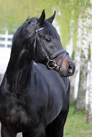 Black And Brown Horse Black Jack 2006 Westphalian Pretty Horses Dressage Horses Beautiful Horses