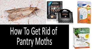 Not only does this help you discover how big of a moth problem you. How To Get Rid Of Pantry Moths In The Kitchen 2021 Buyer S Guide
