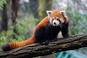 Image of What is the state animal of Sikkim?
