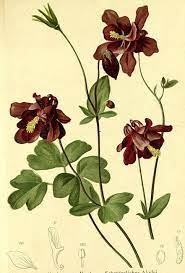 Pin On Flower Illustrations
