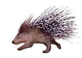 The breeder pogstarhedgehogs.com , for instance, sells different types of hedgehogs ranging anywhere from $150 to $200. Pesky Porcupines Riverview Animal Hospital