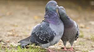 Голубь как отличить самца от самки