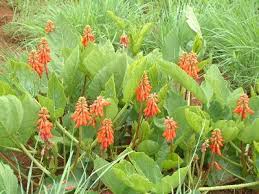 Image result for Erythrina zeyheri
