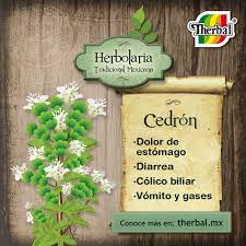 Http Www Therbal Mx Home Php Herbolaria Plantas Medicinales Fitoterapia