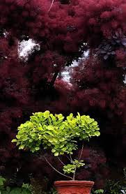 Check spelling or type a new query. Smoke Bush Poses A Pruning Dilemma Oregonlive Com