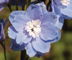 Delphinium Pacific Giants Greenhouse Management