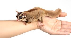 How Do I Bond With My Sugar Glider? | Sugar Gliders As Pets