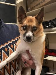 Found dog