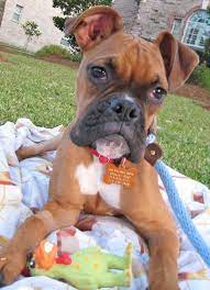 Jun 21, 2021 · 11 of 45. Meet Hitch Male Boxer Lone Star Boxer Rescue Houston Tx Boxer Dog Puppy Boxer Dogs Boxer Rescue