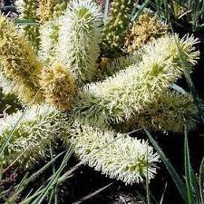 Image result for Elephantorrhiza elephantina