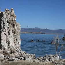 Image result for Monotes magnificus