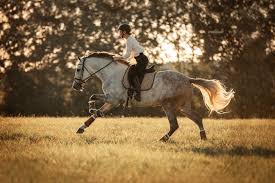 Deals Fur Pferd Und Reiter Ridersdeal Pferd Pferd Und Reiter Reiten
