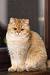 Golden Lilac British Shorthair