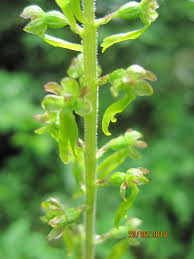 Image result for Brachycorythis ovata