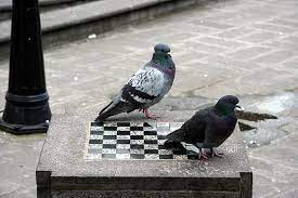 images?q=tbn:ANd9GcS32zdi9h8btDMa6y0IaELlp3FnHGCVjvKi5w-9WfU-XE7PDvYBhmdxZoTBDQtAWJfchoE&usqp=CAU