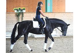 Jun 04, 2021 · dorothee schneider wearing her support vest for her fractured collarbone. Dorothee Schneider The Horse Magazine