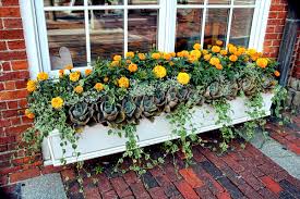 Window boxes add charm and a splash of color to a home's exterior. How To Have Beautiful Window Boxes Tips Advice New England Today